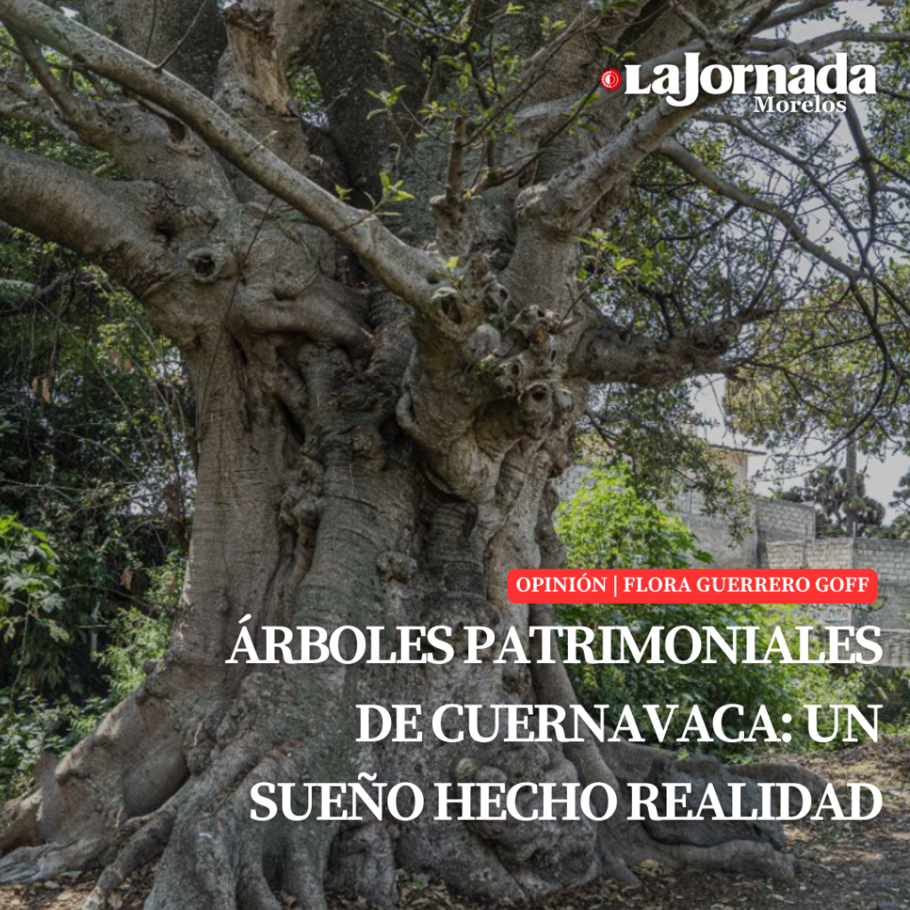 Árboles Patrimoniales de Cuernavaca: un sueño hecho realidad – LA ...