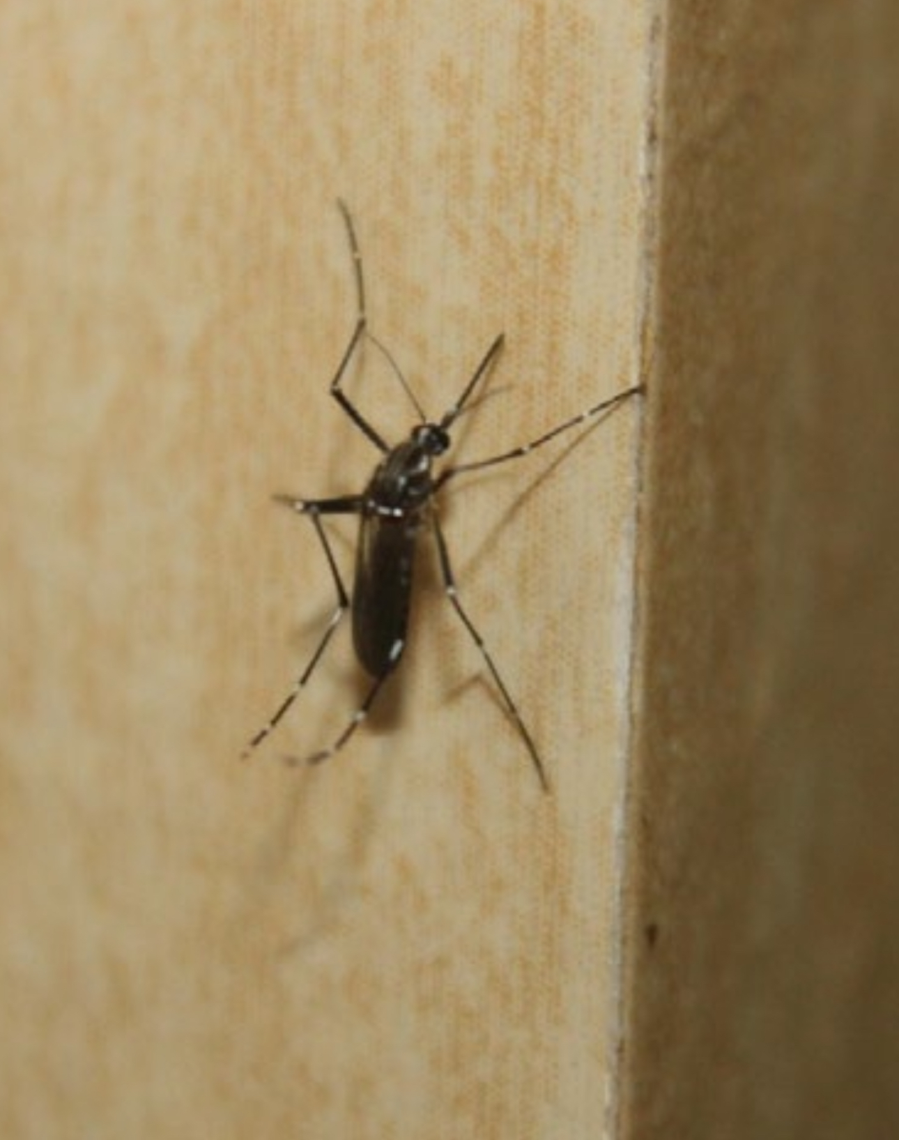 Advierten próximo repunte de casos de dengue en Cuernavaca