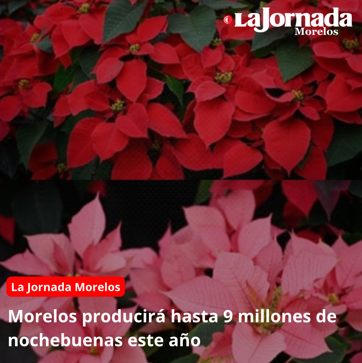 Morelos producirá hasta 9 millones de nochebuenas este año