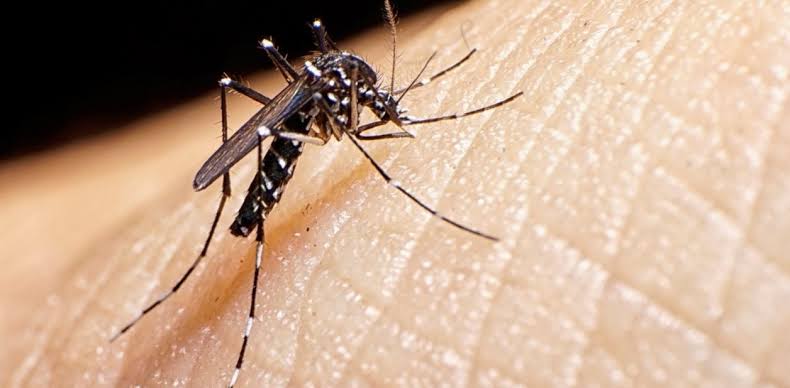 Casos de dengue se quintuplican en Morelos: INSP