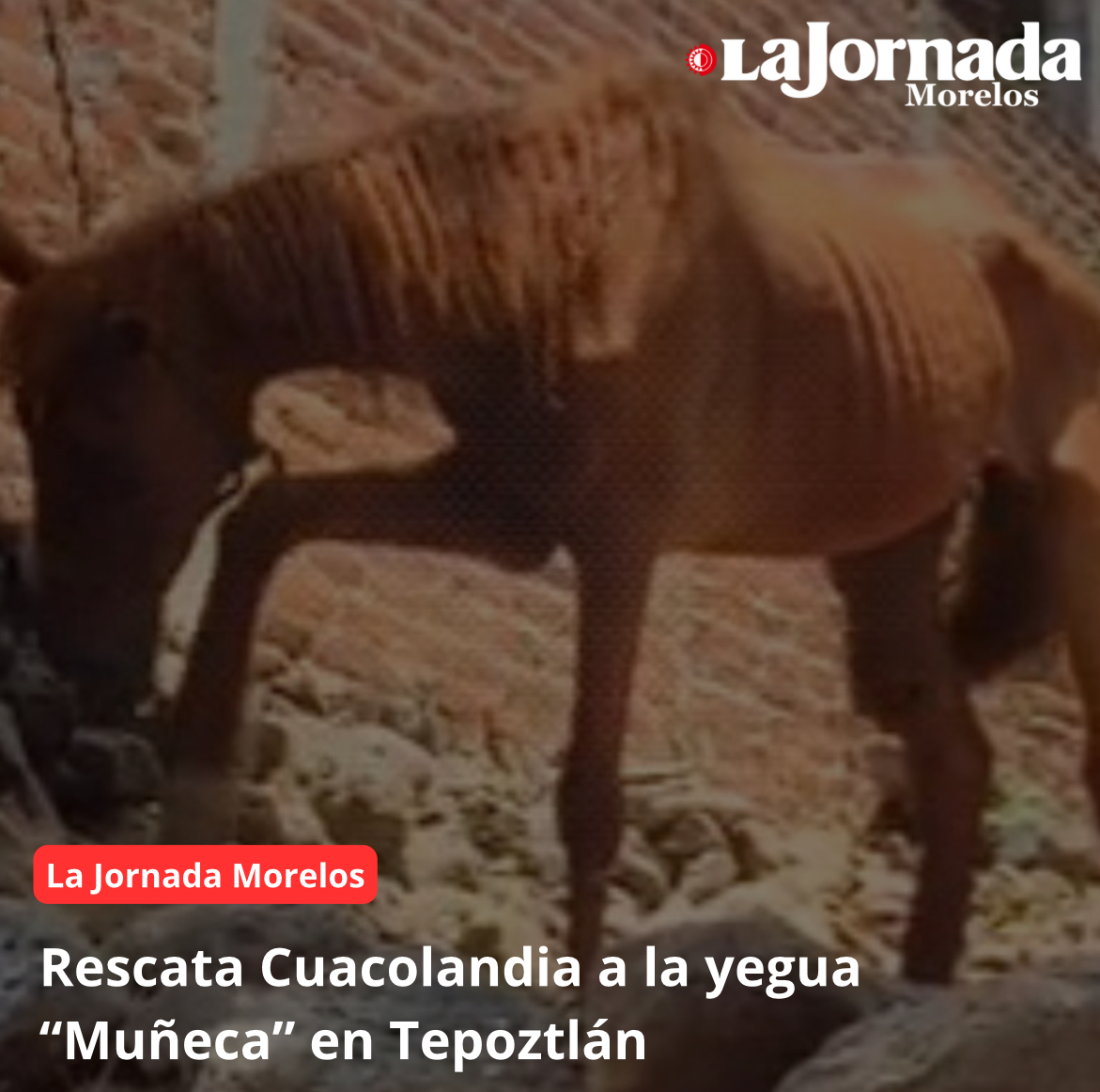 Rescata Cuacolandia a la yegua “Muñeca” en Tepoztlán