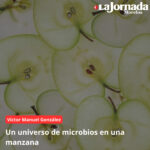 Un universo de microbios en una manzana