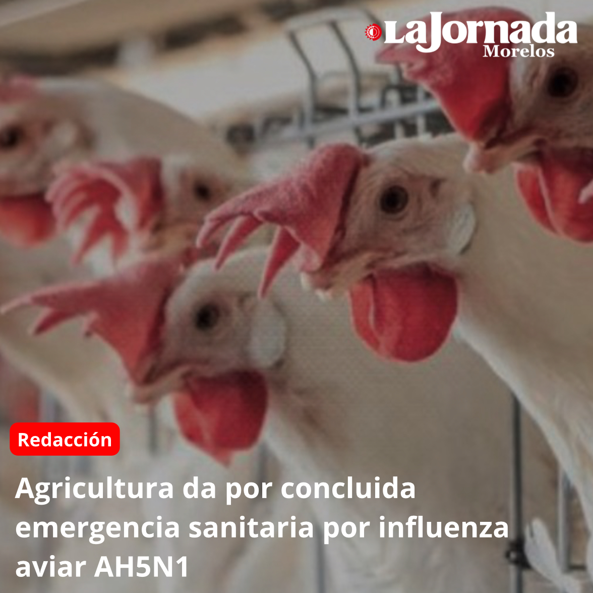 Agricultura da por concluida emergencia sanitaria por influenza aviar AH5N1